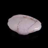 OPAL SHELL EYRENA sp. Cretaceous, Australia YOS039