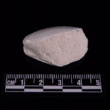 OPAL SHELL EYRENA sp. Cretaceous, Australia YOS039