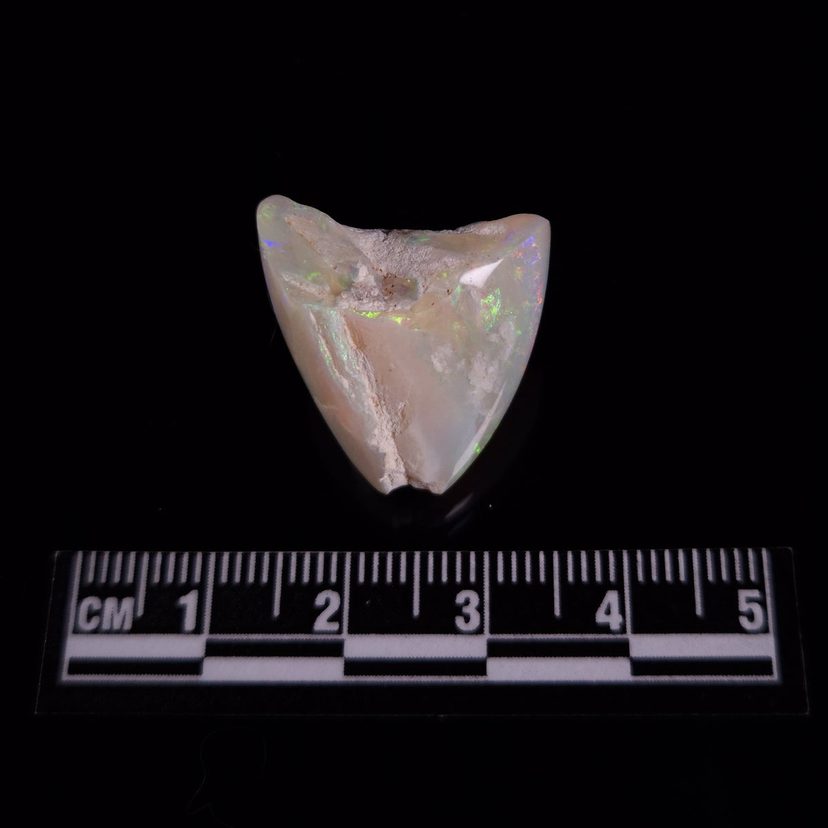OPAL SHELL EYRENA sp. Cretaceous, Australia YOS040
