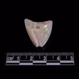 OPAL SHELL EYRENA sp. Cretaceous, Australia YOS040