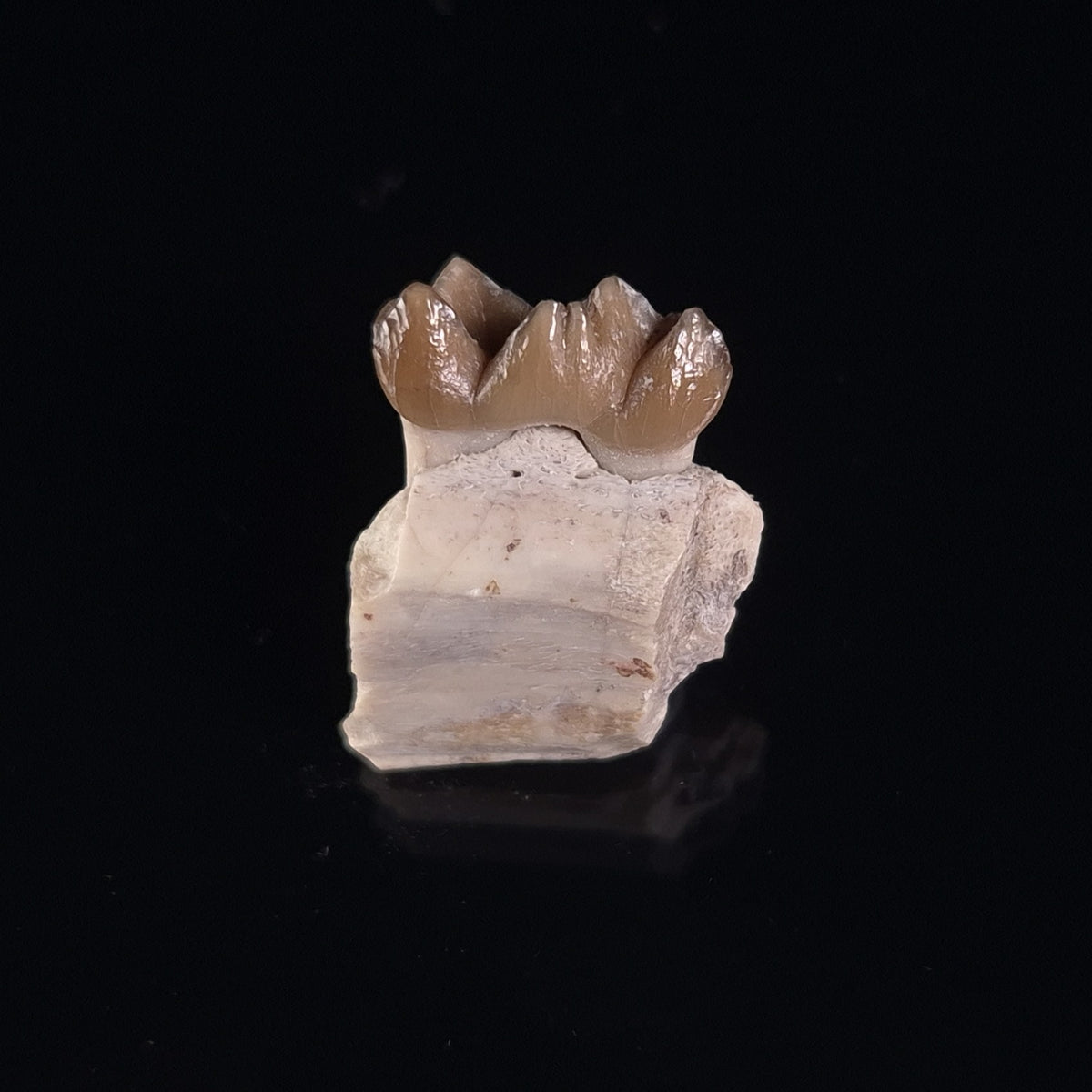 OREODONT JAW FRAGMENT WITH TEETH, Miocene, USA YOT001