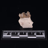 OREODONT JAW FRAGMENT WITH TEETH, Miocene, USA YOT001