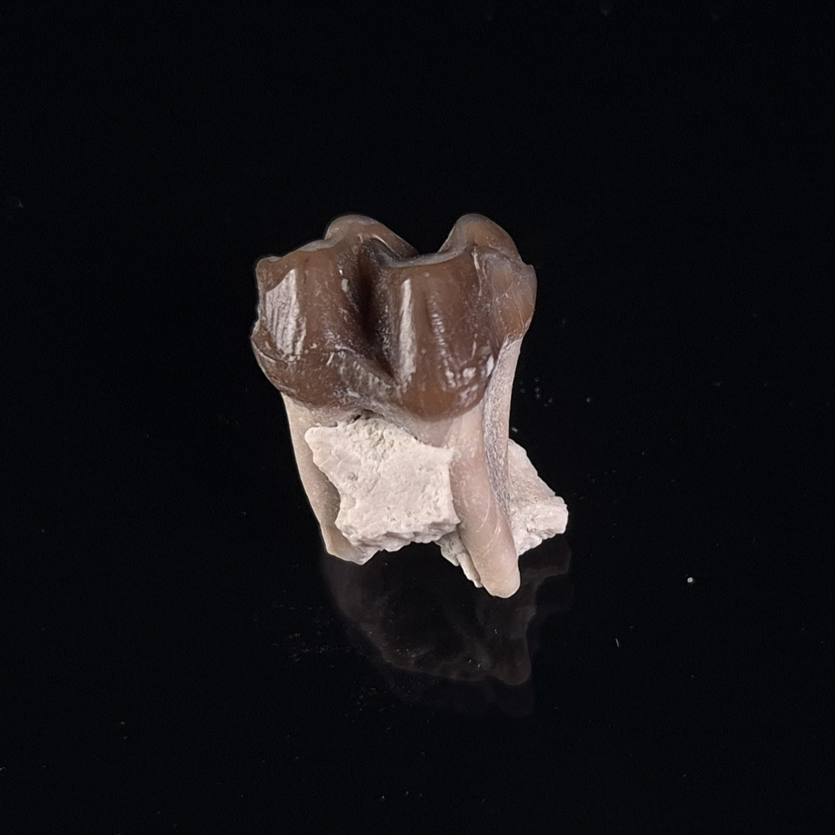 OREODONT JAW FRAGMENT WITH TEETH, Miocene, USA YOT002