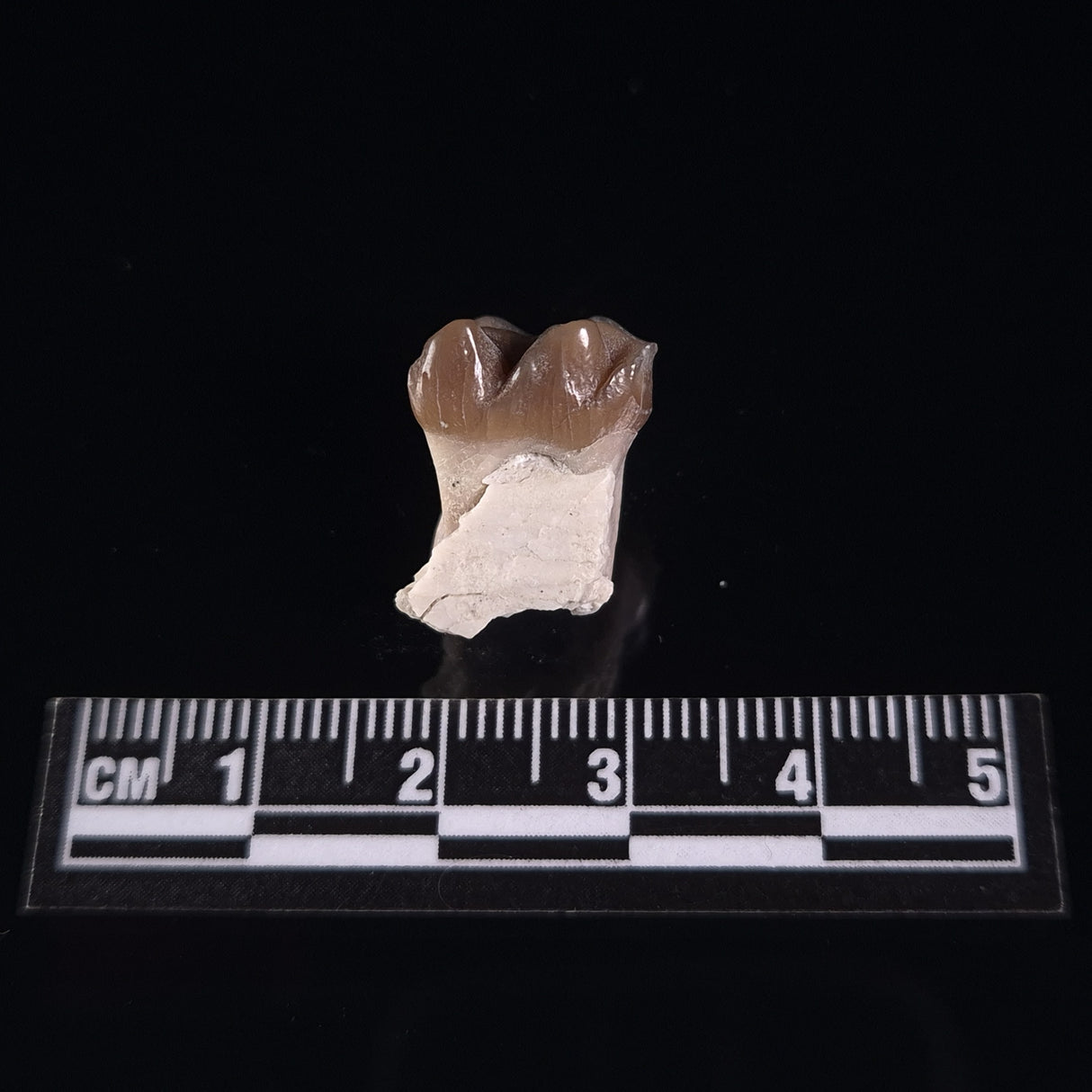 OREODONT JAW FRAGMENT WITH TEETH, Miocene, USA YOT002