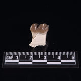 OREODONT JAW FRAGMENT WITH TEETH, Miocene, USA YOT002