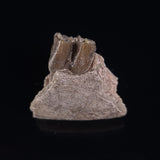 OREODONT JAW FRAGMENT WITH TEETH, Miocene, USA YOT003