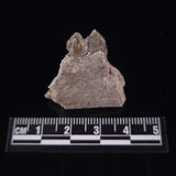 OREODONT JAW FRAGMENT WITH TEETH, Miocene, USA YOT003