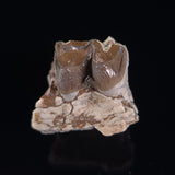OREODONT JAW FRAGMENT WITH TEETH, Miocene, USA YOT004