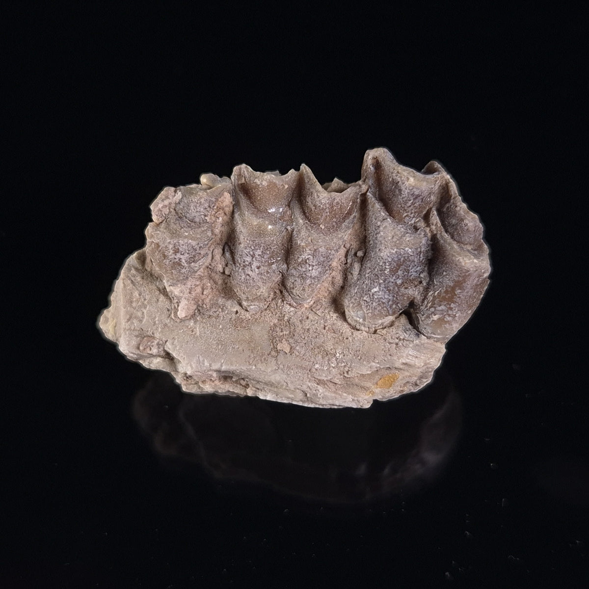 OREODONT JAW FRAGMENT WITH TEETH, Miocene, USA YOT005