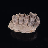 OREODONT JAW FRAGMENT WITH TEETH, Miocene, USA YOT005