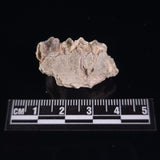 OREODONT JAW FRAGMENT WITH TEETH, Miocene, USA YOT005