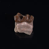 OREODONT JAW FRAGMENT WITH TEETH, Miocene, USA YOT006
