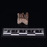 OREODONT JAW FRAGMENT WITH TEETH, Miocene, USA YOT006