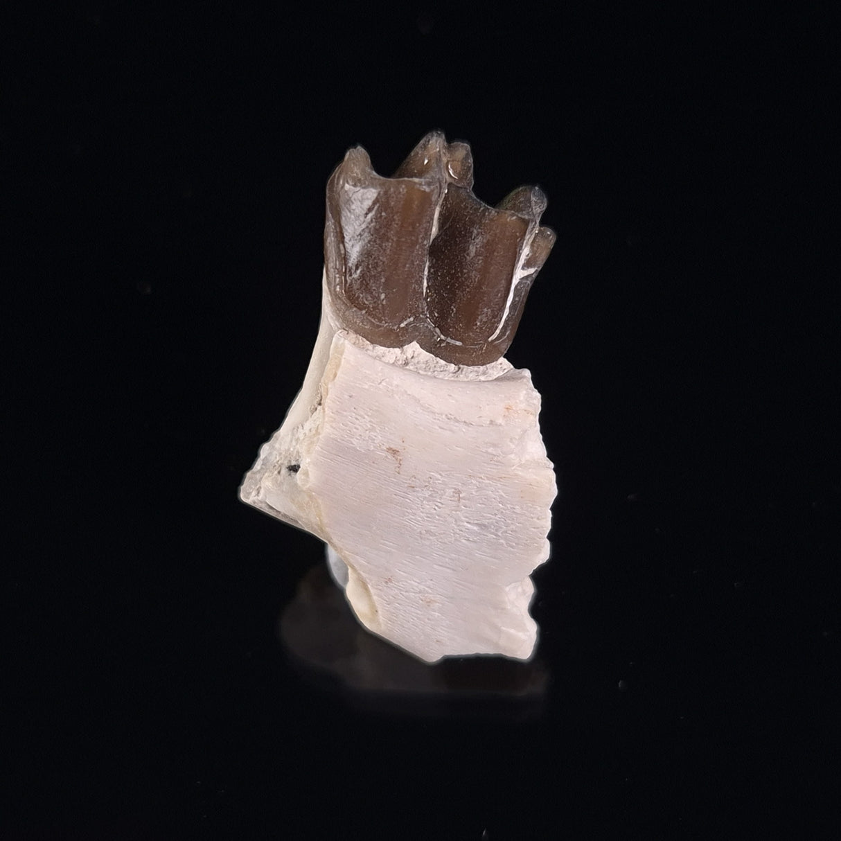OREODONT JAW FRAGMENT WITH TEETH, Miocene, USA YOT007