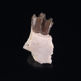 OREODONT JAW FRAGMENT WITH TEETH, Miocene, USA YOT007