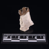 OREODONT JAW FRAGMENT WITH TEETH, Miocene, USA YOT007