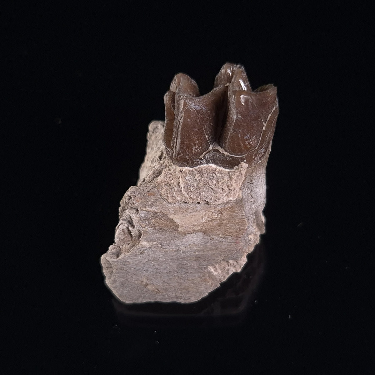 OREODONT JAW FRAGMENT WITH TEETH, Miocene, USA YOT008