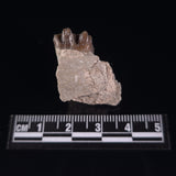 OREODONT JAW FRAGMENT WITH TEETH, Miocene, USA YOT008