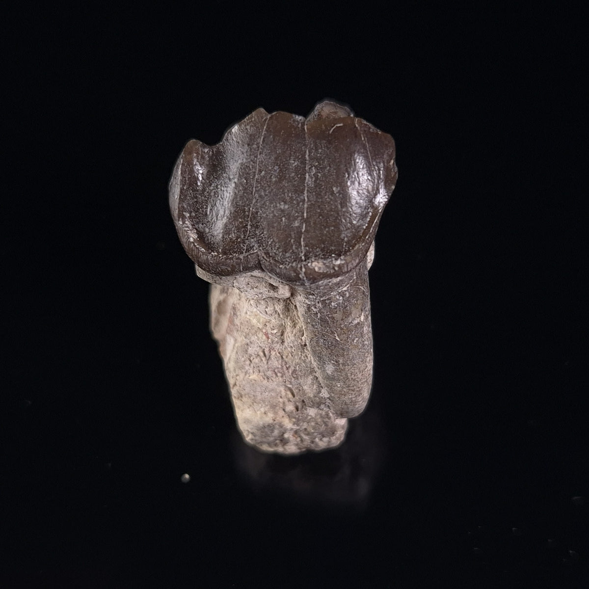 OREODONT JAW FRAGMENT WITH TEETH, Miocene, USA YOT009