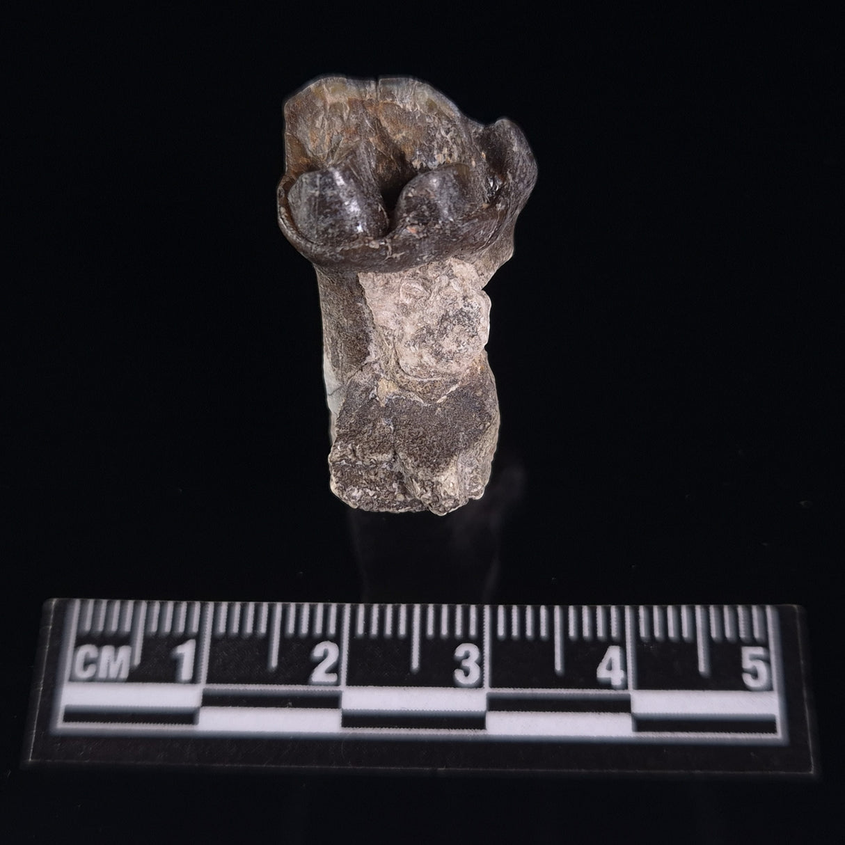 OREODONT JAW FRAGMENT WITH TEETH, Miocene, USA YOT009
