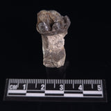 OREODONT JAW FRAGMENT WITH TEETH, Miocene, USA YOT009