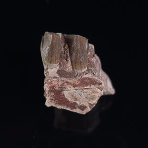 Oreodont Fossil