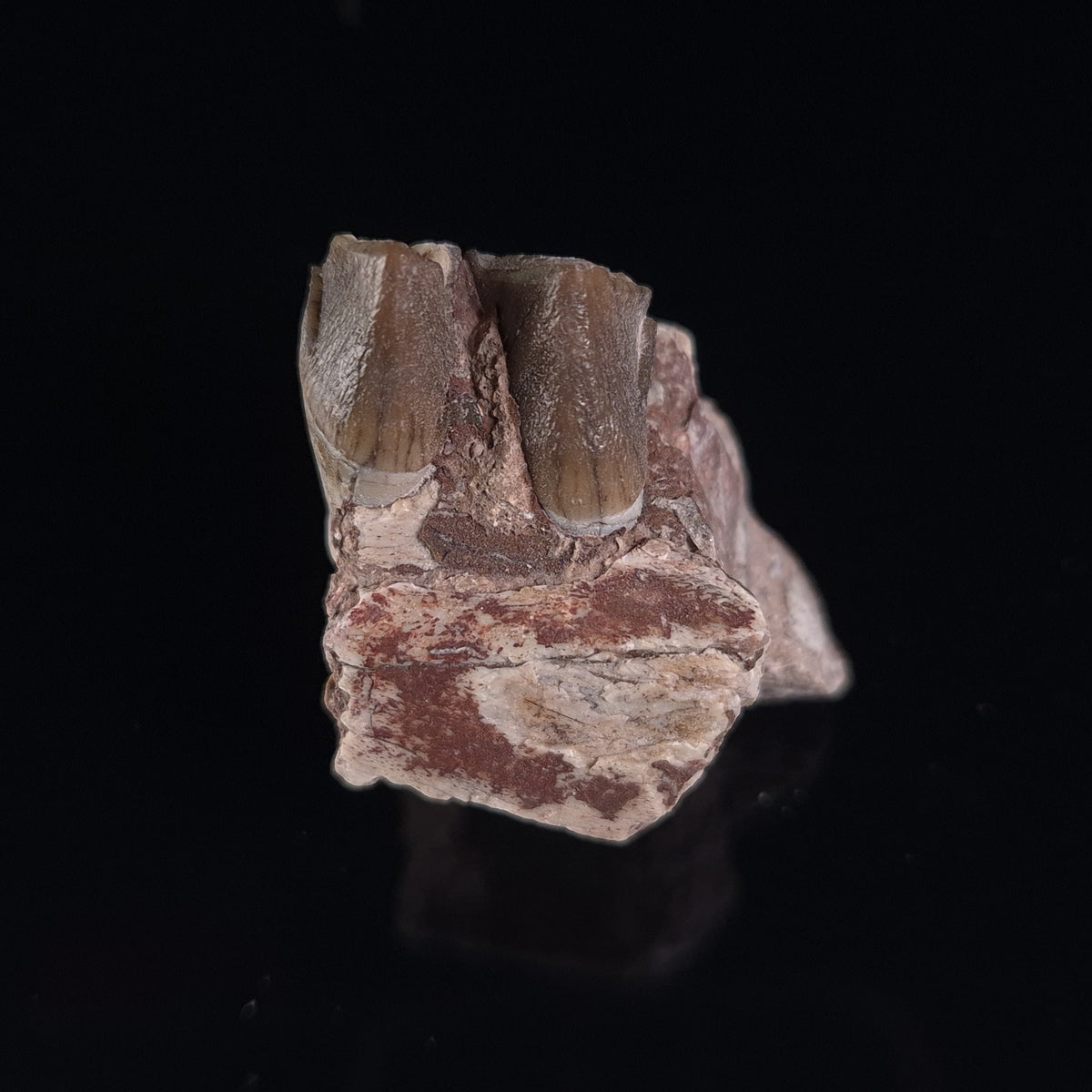 OREODONT JAW FRAGMENT WITH TEETH, Miocene, USA YOT010