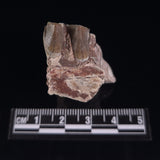 OREODONT JAW FRAGMENT WITH TEETH, Miocene, USA YOT010