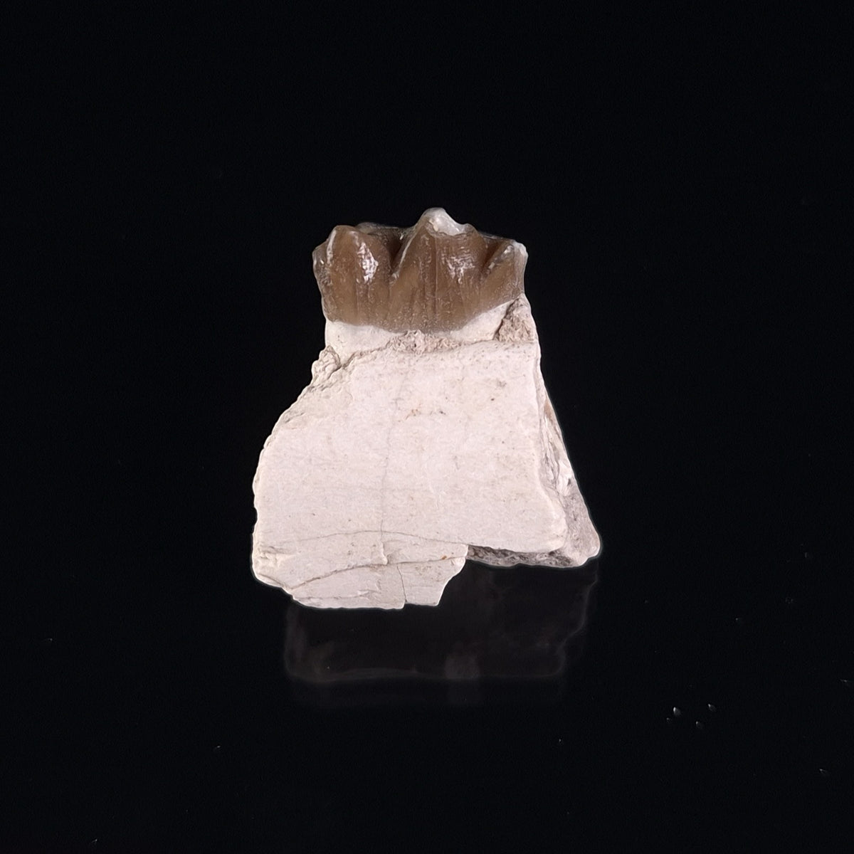 OREODONT JAW FRAGMENT WITH TEETH, Miocene, USA YOT011