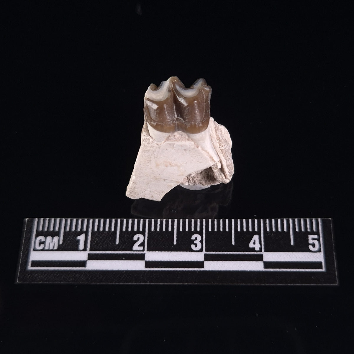 OREODONT JAW FRAGMENT WITH TEETH, Miocene, USA YOT011