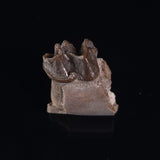 OREODONT JAW FRAGMENT WITH TEETH, Miocene, USA YOT012