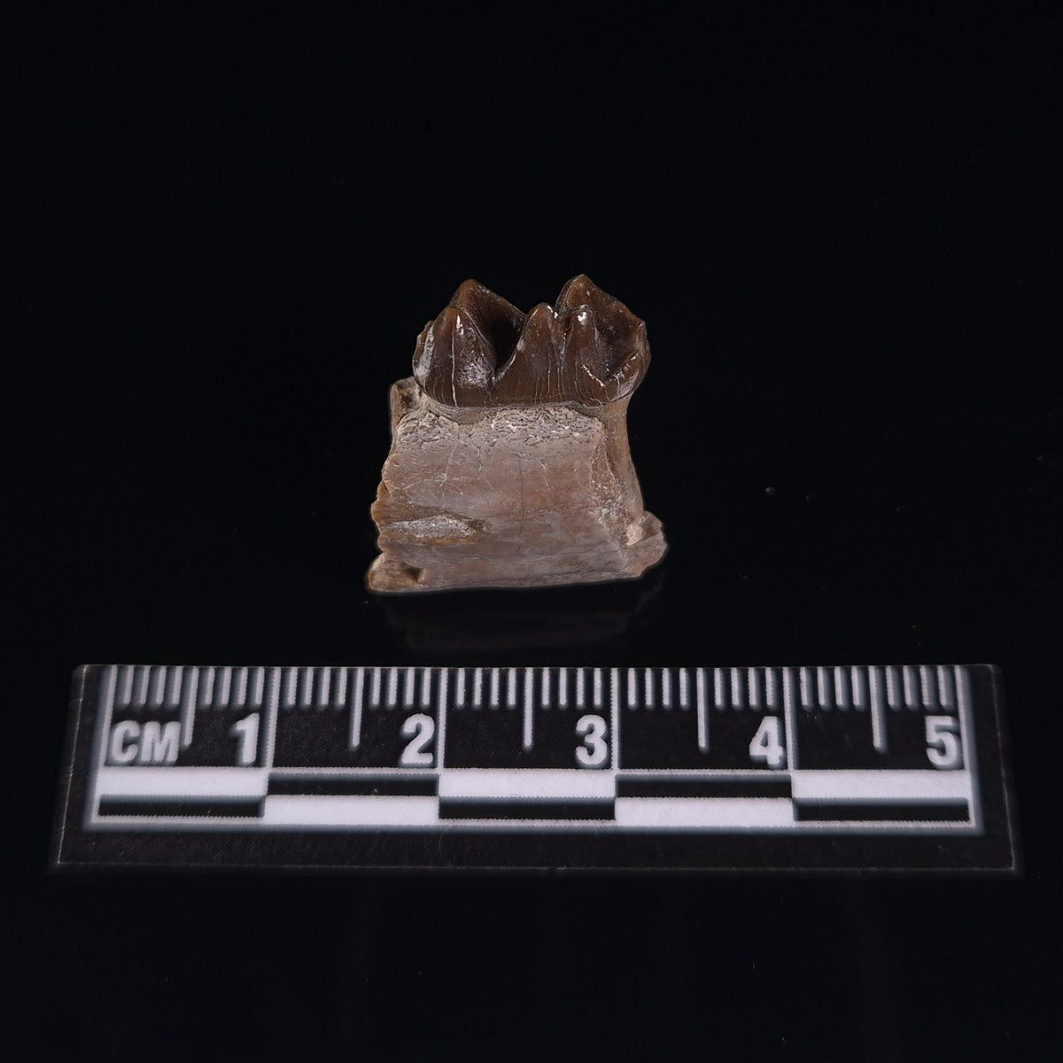 OREODONT JAW FRAGMENT WITH TEETH, Miocene, USA YOT012