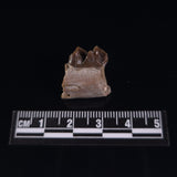 OREODONT JAW FRAGMENT WITH TEETH, Miocene, USA YOT012