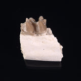 OREODONT JAW FRAGMENT WITH TEETH, Miocene, USA YOT013
