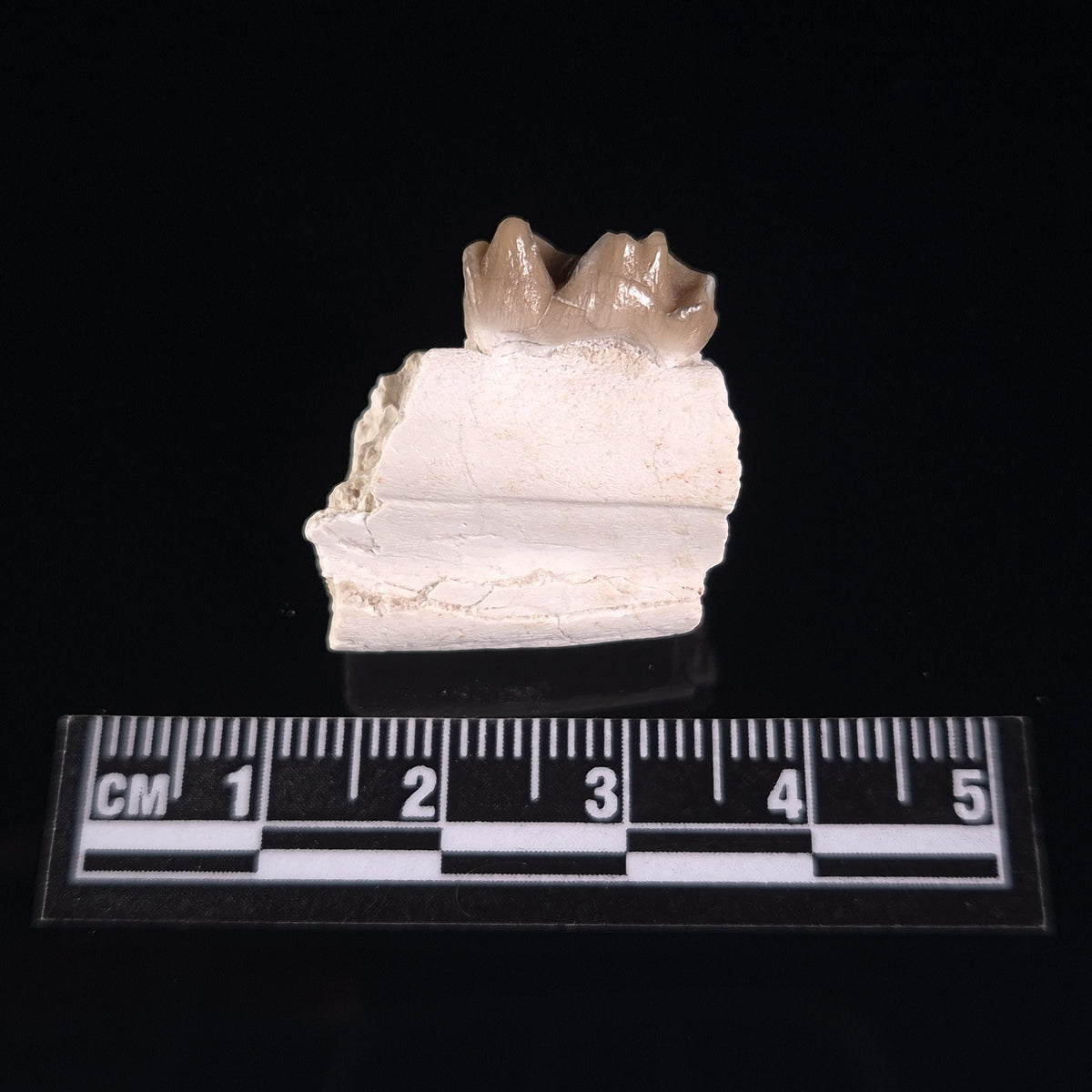 OREODONT JAW FRAGMENT WITH TEETH, Miocene, USA YOT013