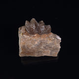 OREODONT JAW FRAGMENT WITH TEETH, Miocene, USA YOT014