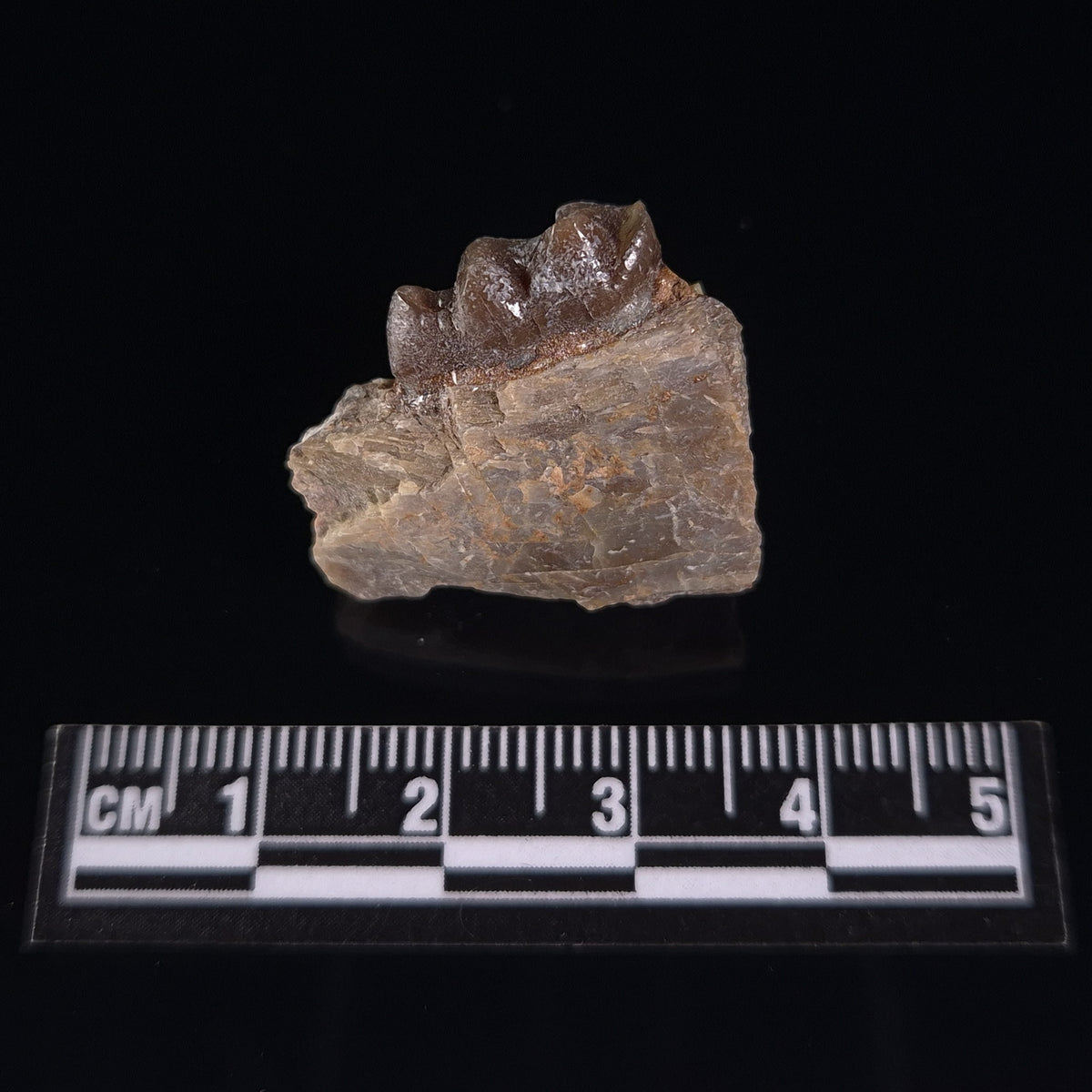 OREODONT JAW FRAGMENT WITH TEETH, Miocene, USA YOT014