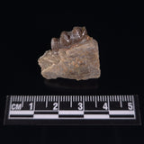 OREODONT JAW FRAGMENT WITH TEETH, Miocene, USA YOT014