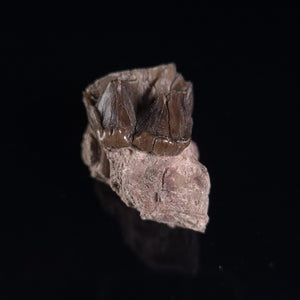 View All Mammal Fossils