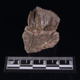 OREODONT JAW FRAGMENT WITH TEETH, Miocene, USA YOT015