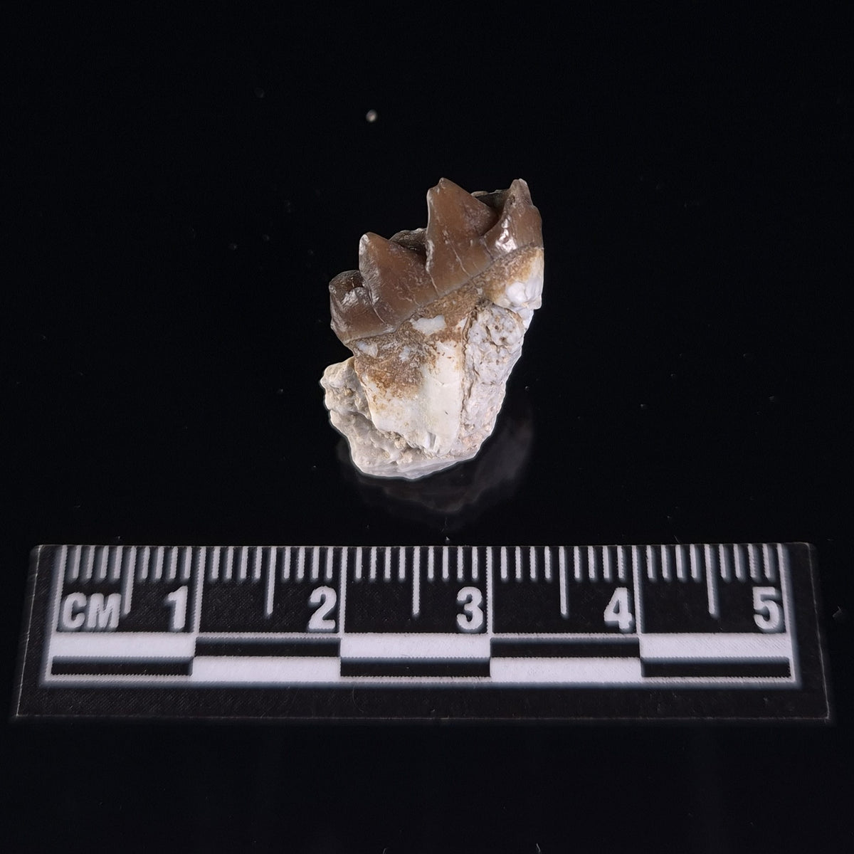 OREODONT JAW FRAGMENT WITH TEETH, Miocene, USA YOT016