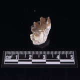 OREODONT JAW FRAGMENT WITH TEETH, Miocene, USA YOT016