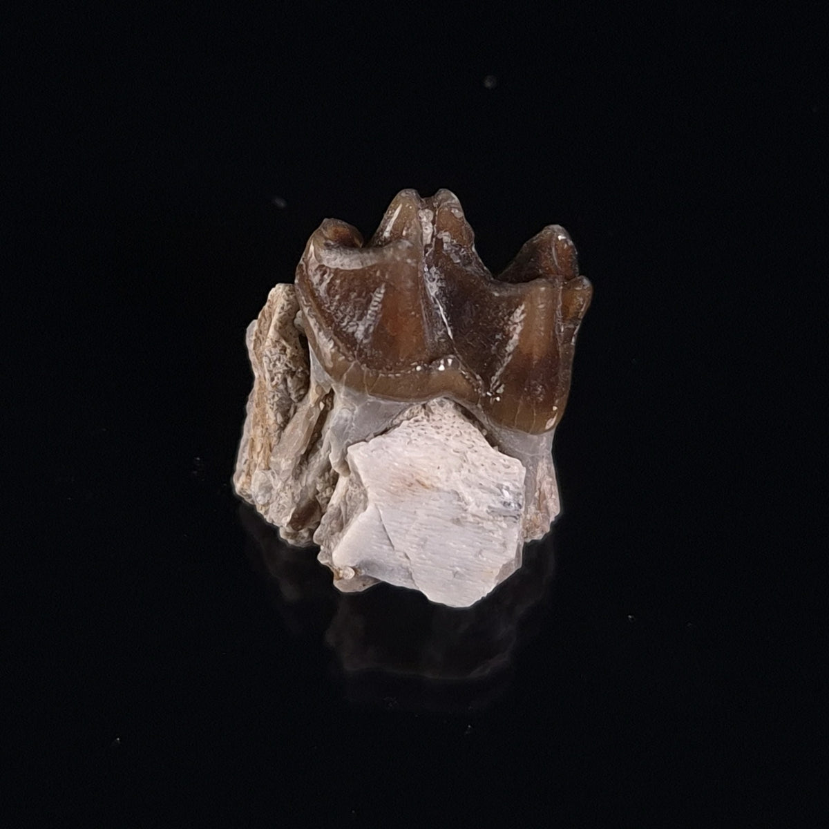 OREODONT JAW FRAGMENT WITH TEETH, Miocene, USA YOT017