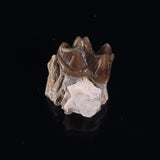 OREODONT JAW FRAGMENT WITH TEETH, Miocene, USA YOT017