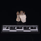 OREODONT JAW FRAGMENT WITH TEETH, Miocene, USA YOT017