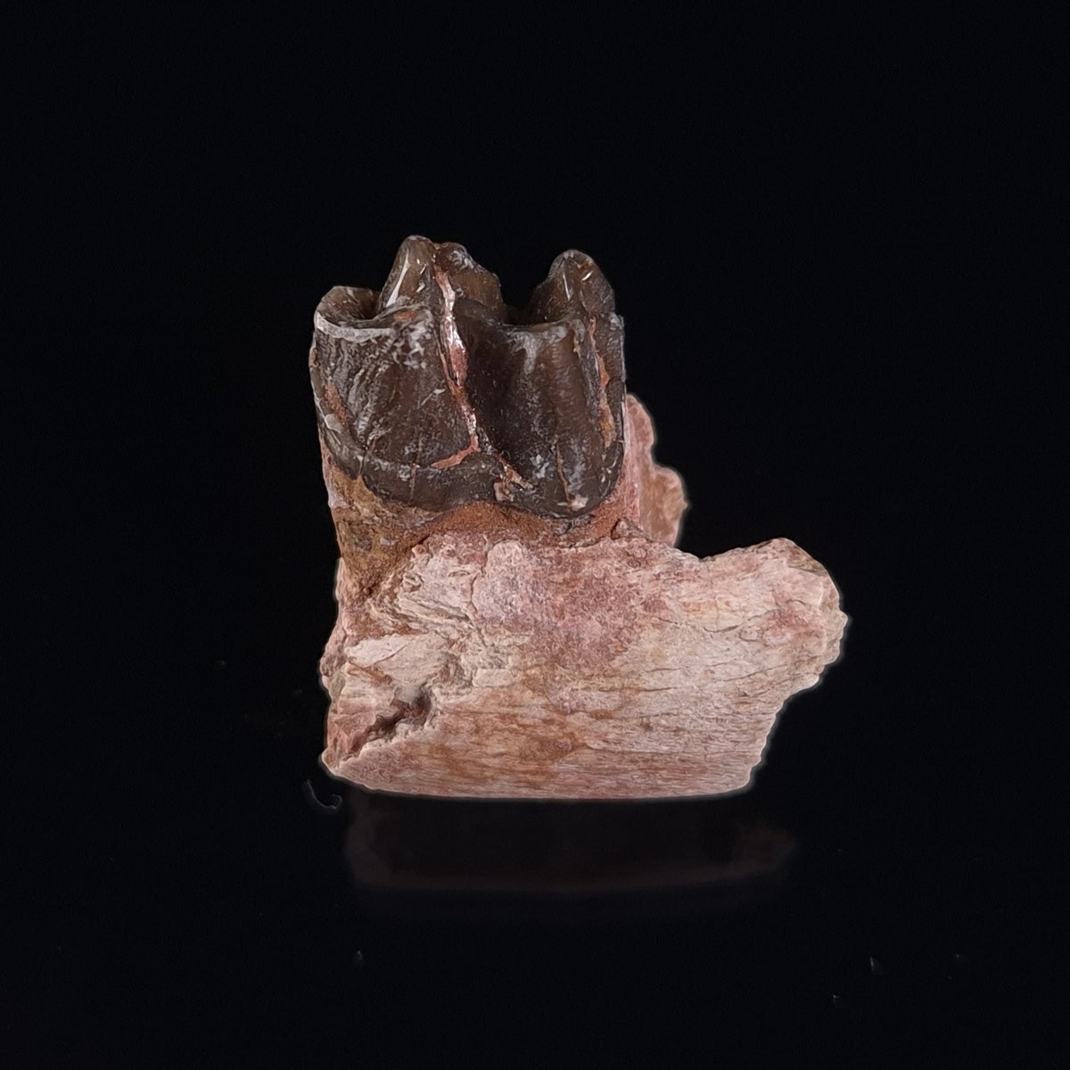 OREODONT JAW FRAGMENT WITH TEETH, Miocene, USA YOT018