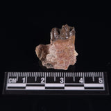OREODONT JAW FRAGMENT WITH TEETH, Miocene, USA YOT018