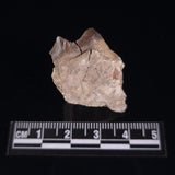 OREODONT JAW FRAGMENT WITH TEETH, Miocene, USA YOT019
