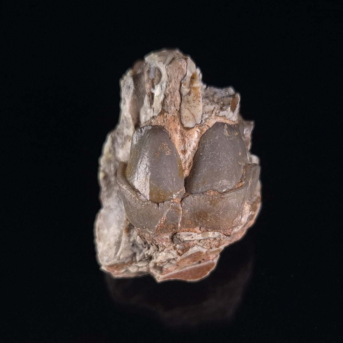 OREODONT JAW FRAGMENT WITH TEETH, Miocene, USA YOT020