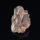 Mammal Fossils